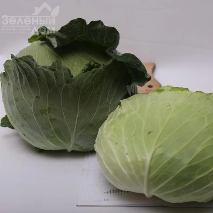 Жара F1 / Zhara F1, 60-70 дней  фото 1