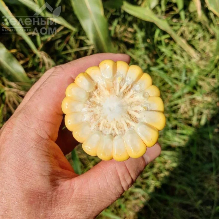 3517 F1 / 3517 F1,75 дней фото 3