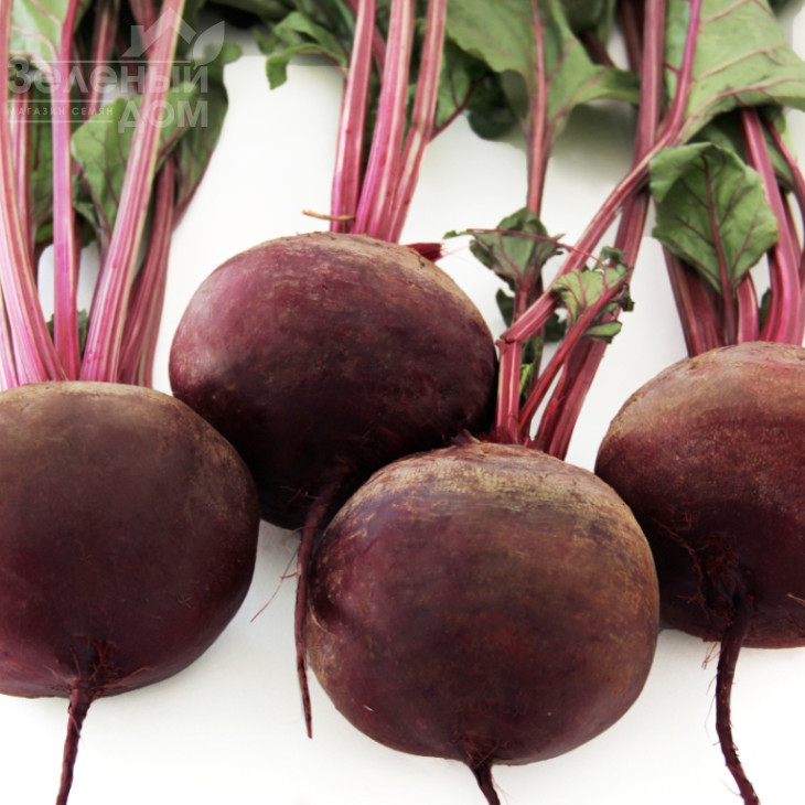 Воєвода / Voievoda,110-120 днів фото 2