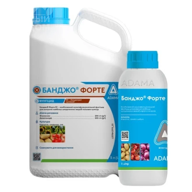 Банджо Форте / Bandzho Forte, КС фото 1