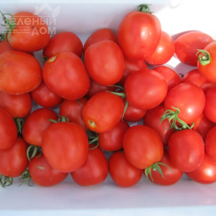 Боцман F1 / Bocman F1,90-95 дней фото 3