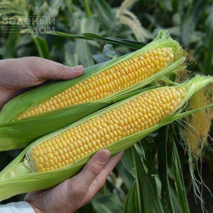 Ліскам F1 / Lyskam F1,75-76 днів фото 1