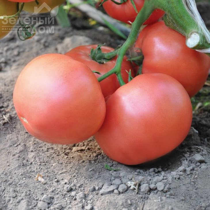 Есміра F1 / Esmira F1,105 днів фото 1