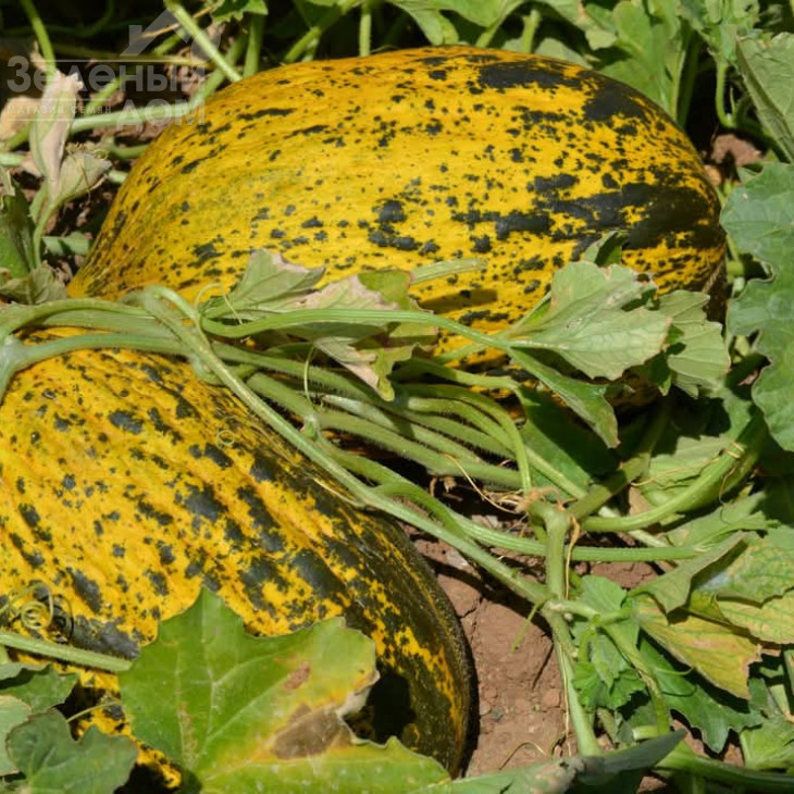 Аріана F1 / Ariana F1, 68-72 днів фото 1