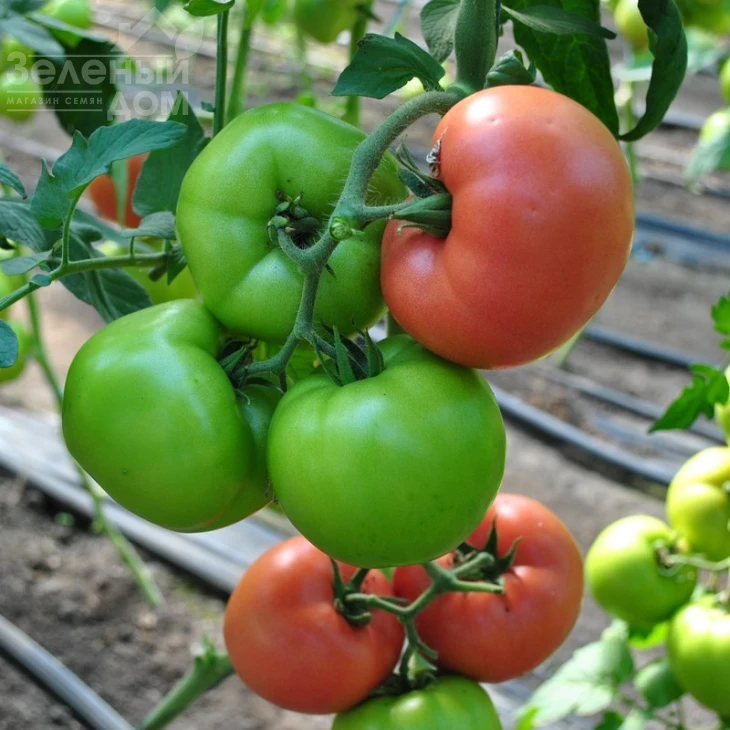 Панамера F1 / Panamera F1,60-62 дня фото 3