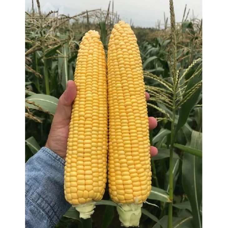 Драйвер F1 / Drayver F1 фото 2