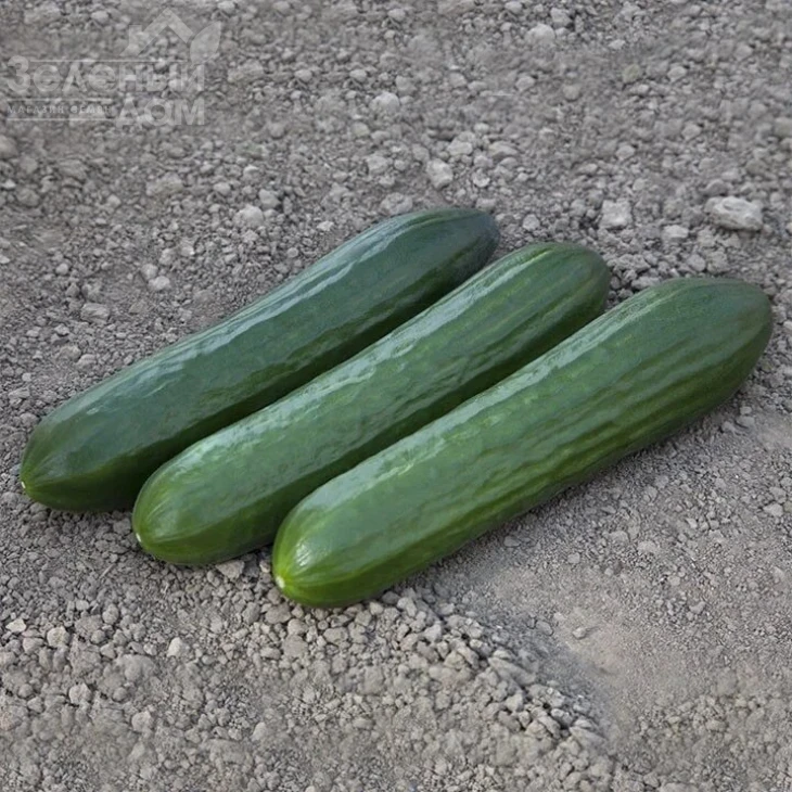 КС 930 F1 / KS 930 F1,45-50 дней фото 2