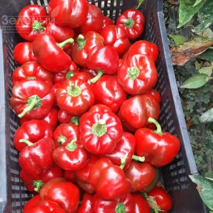 Топепо Россо - Флумери / Topepo Rosso - Flumeri, 67-70 дней фото 3