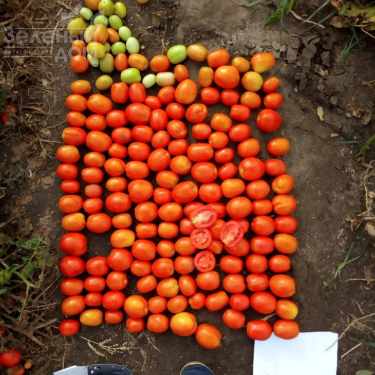 Салерно F1 / Salerno F1, 110-115 днів фото 3