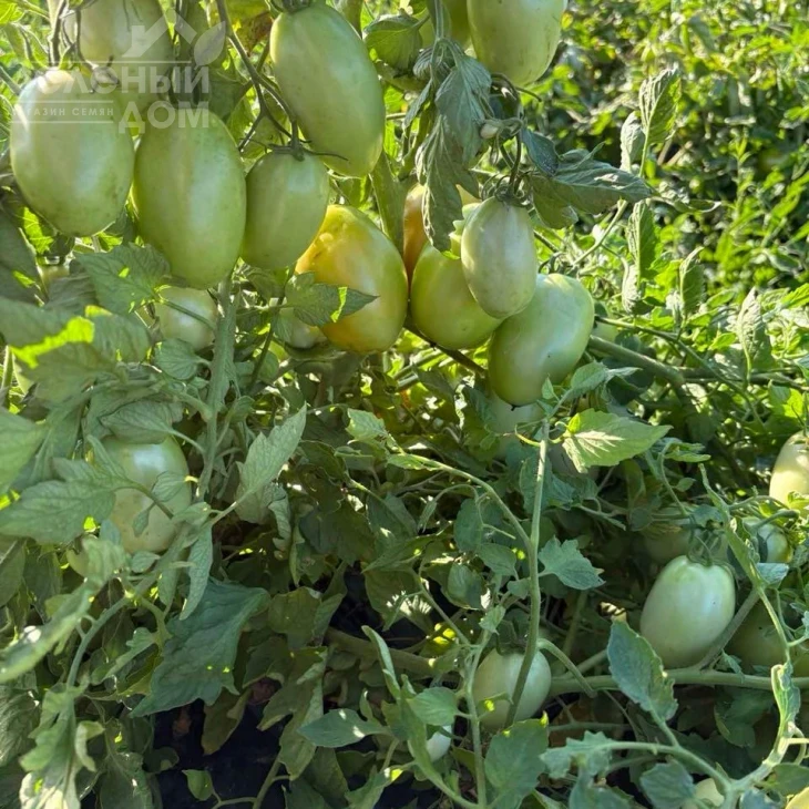 Филикса F1 / Filiksa F1 фото 2