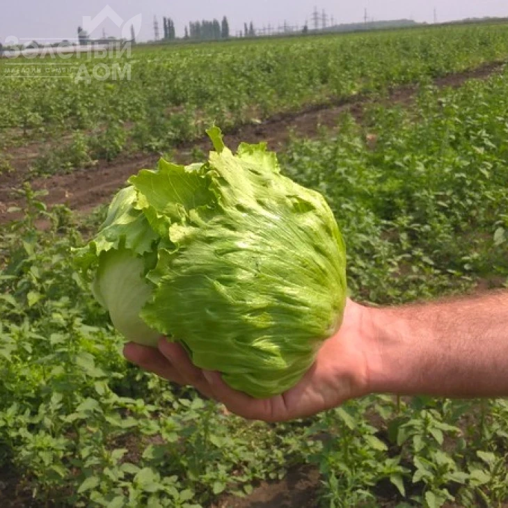 Саула / Saula фото 1