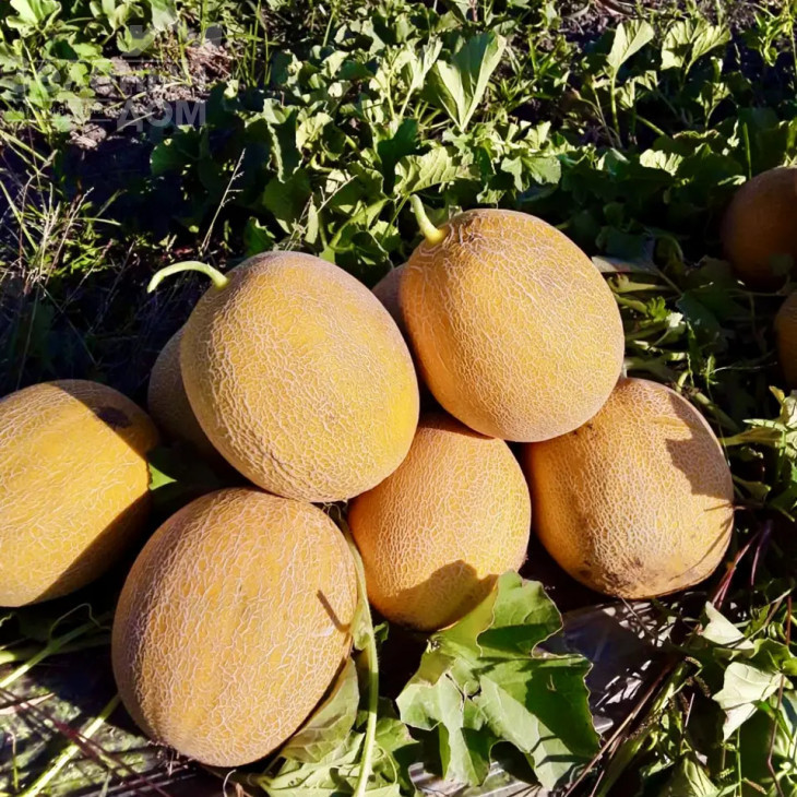 Адріатика F1 / Adriatika F1, 60-65 днів фото 1