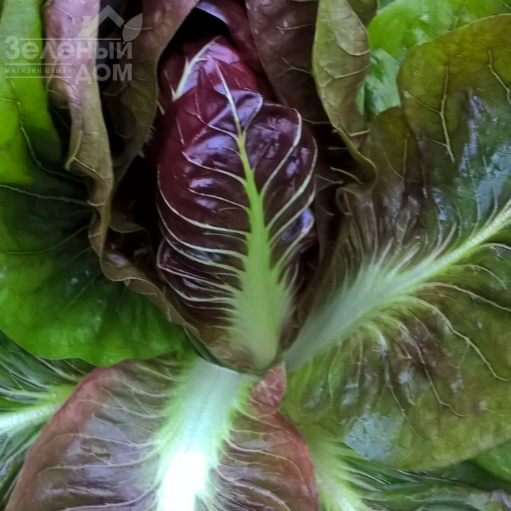 Гіове F1 / Giove F1,80-90 днів фото 3