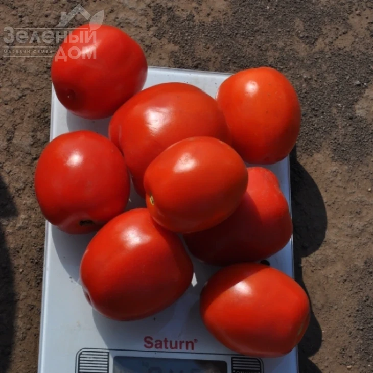 Мегрез (ЕЗ 1418) F1 / Megrez (EZ 1418) F1, 100-110 дней фото 3