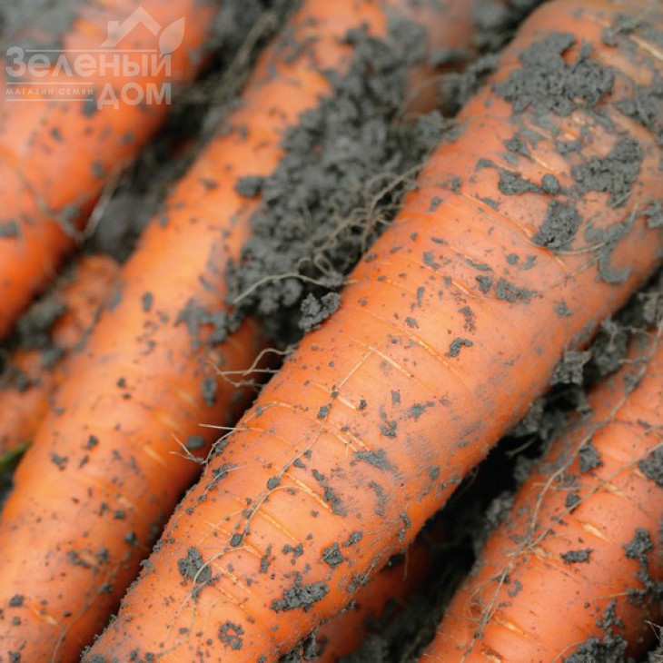 Каротан / Karotan,150-160 днів фото 1