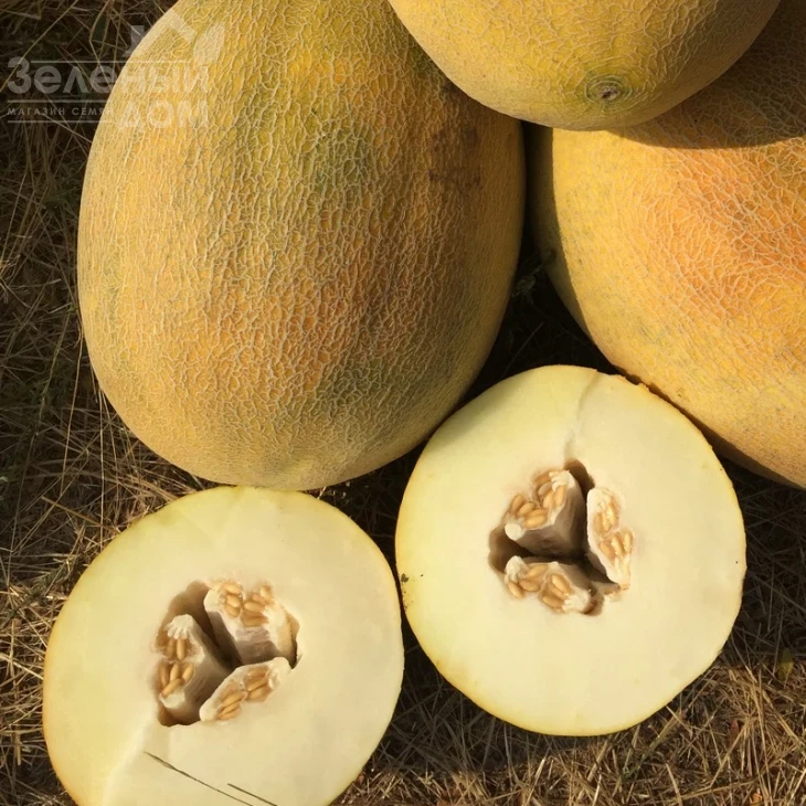 Бизан F1 / Bisan F1,60-65 дней фото 1