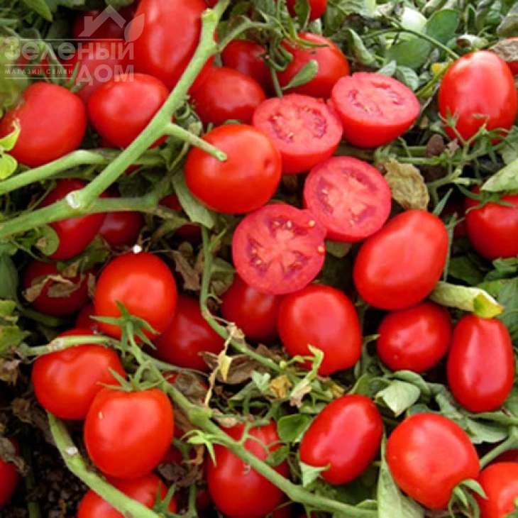 ЮГ 124 F1 / UG 124 F1,98 дней фото 1