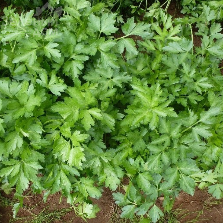 Топіт / Topit фото 2