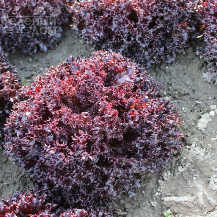 Лея / Lea фото 1