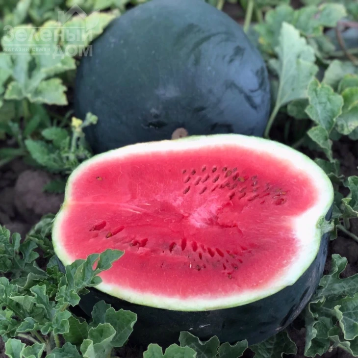 Маниса F1 / Manisa F1 фото 1