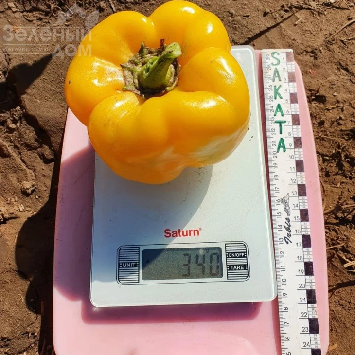 Эспартано F1 / Espartano F1 фото 2