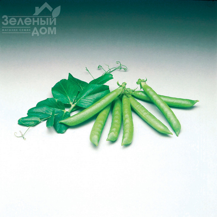 Сомервуд / Somerwood, 65 днів фото 1