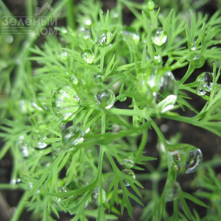 Элла / Ella фото 1