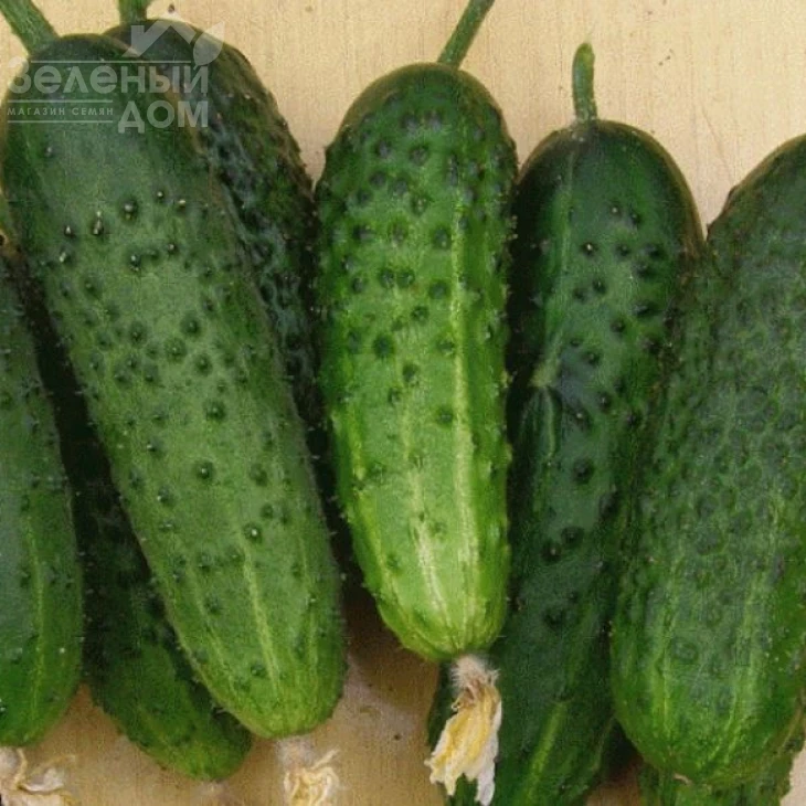 Монисия F1 / Monisia F1, 42–45 дней фото 2