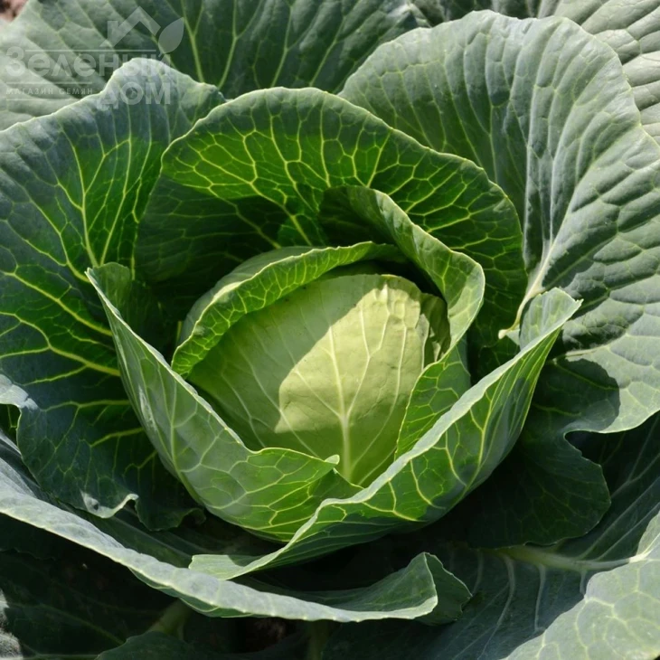 Капитал F1 / Capital F1, 42-45 дней фото 2