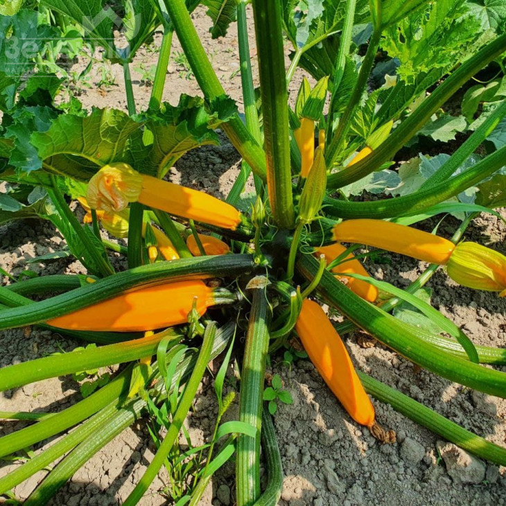 Лемона F1 / Lemona F1, 38-40 днів фото 3