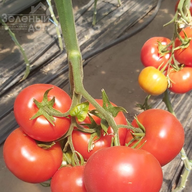 Максін F1 (27614) / Macsin F1 (27614),95-105 днів фото 3