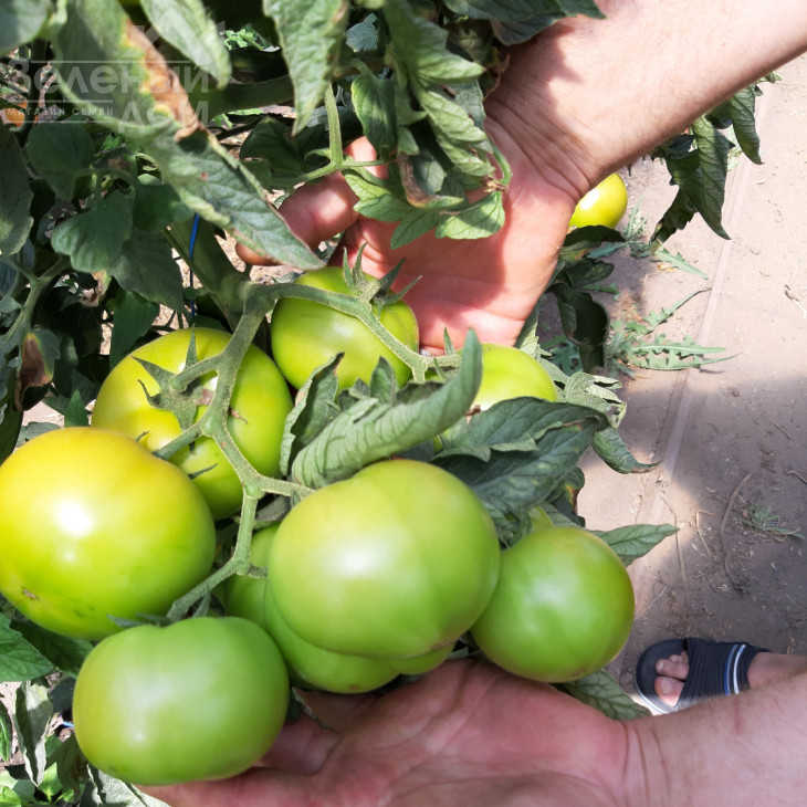 Белтон F1 / Belton F1, 65-67 днів фото 5