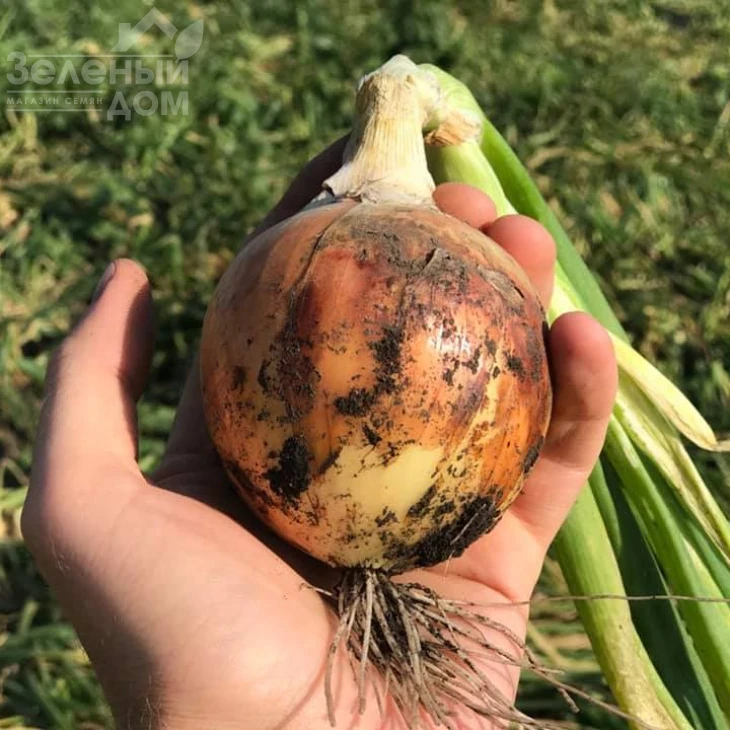 Рино F1 / Rino F1,115-120 дней фото 2