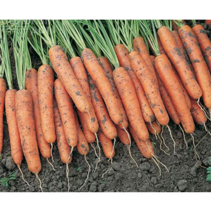 Каротіна / Karotina,90-100 днів фото 1