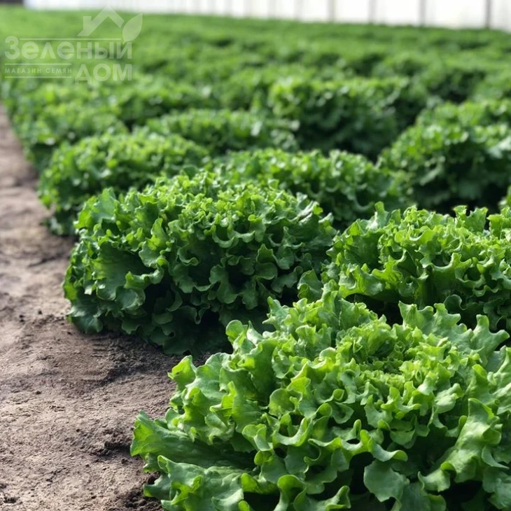 Кюрли / Kurly фото 3