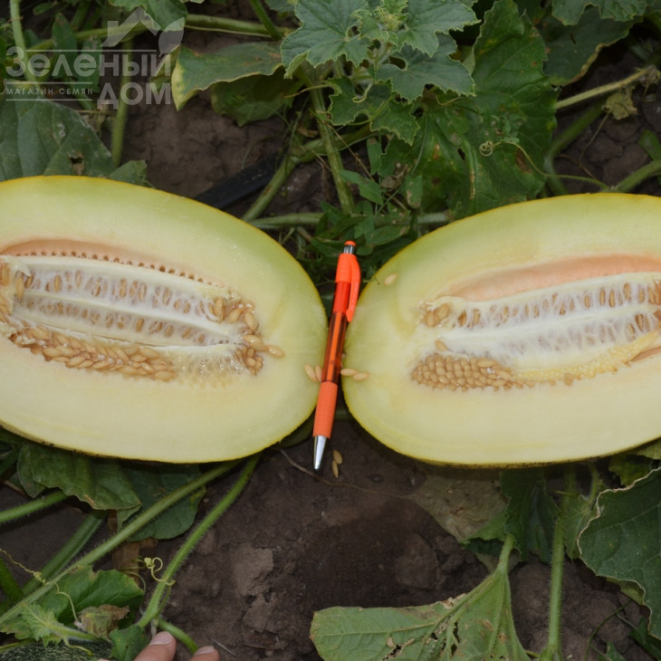 Кароліна (ТС 18-0450) F1 / Karolina (TS 18-0450) F1 фото 2