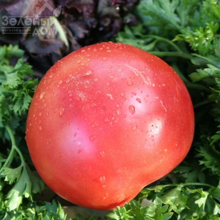 Малиновый звон / Malinovyi zvon, 93-95 дней фото 1