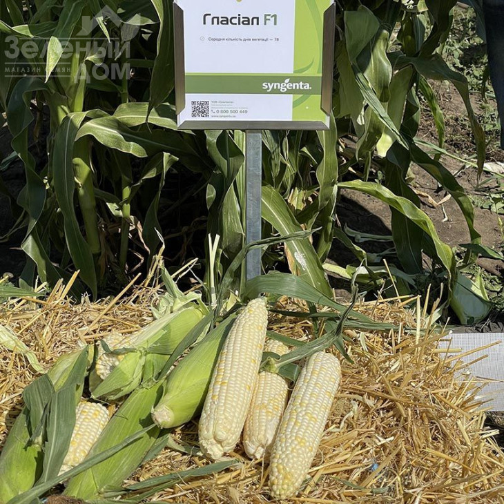 Гласіал F1 / Glasial F1,76-77 днів фото 1