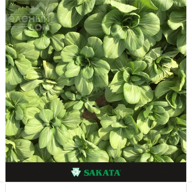 Мей Цин Чой F1 / Mey Cin Choy F1 фото 1