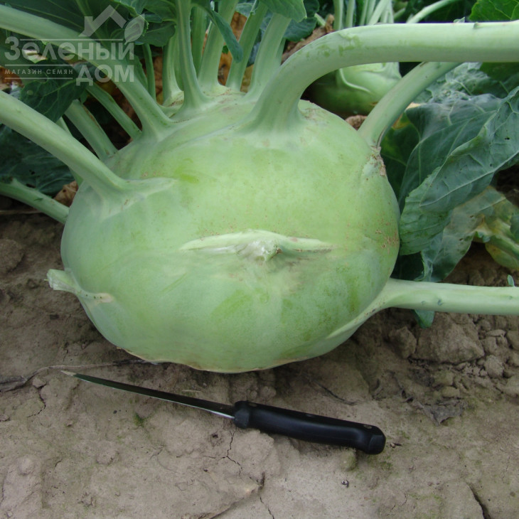 Гігант / Gigant,130-150 днів фото 2