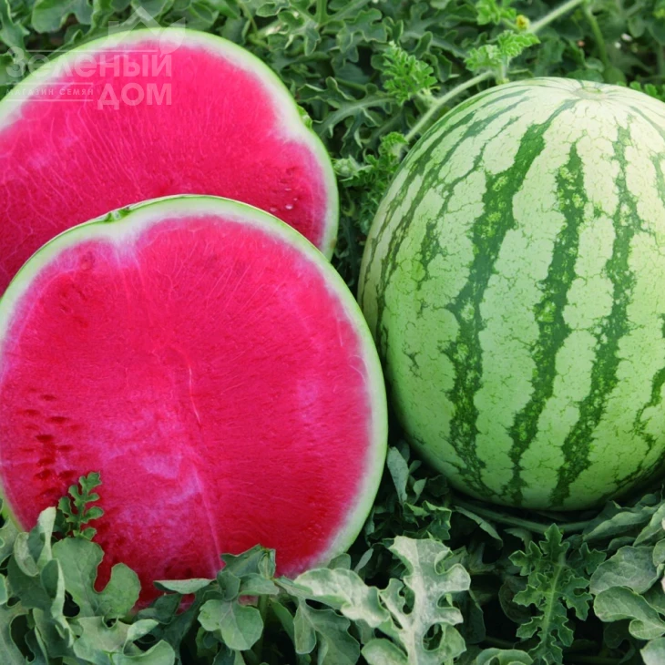 Бостон F1 / Boston F1,62-68 дней фото 1