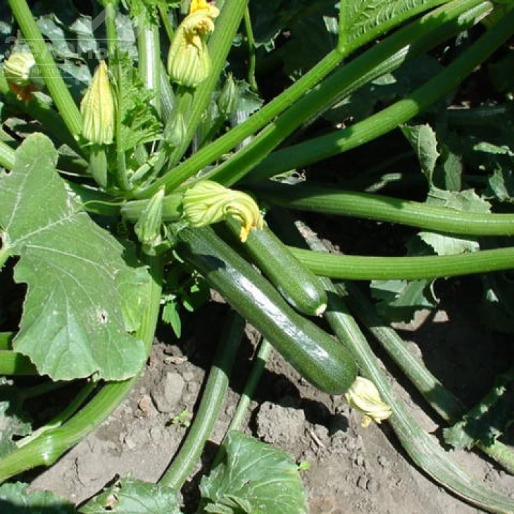 Лейла F1 / Leila F1 фото 3