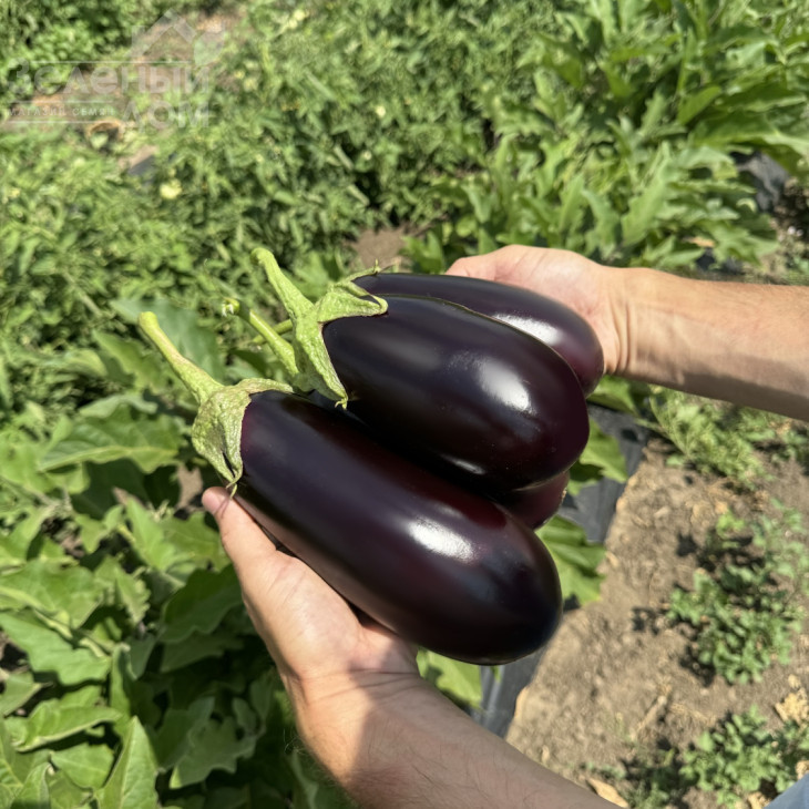 48-16 F1 / 48-16 F1, 60-65 днів фото 1