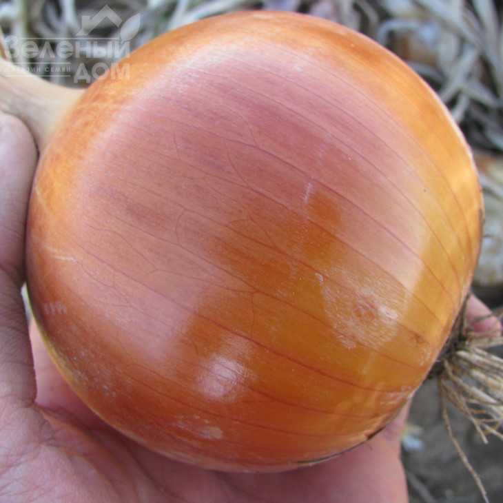 Доріка (1004) F1 / Dorika (1004) F1,110-115 днів фото 1