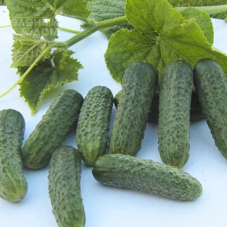 Джустина F1 / Justina F1,45-50 дней фото 1