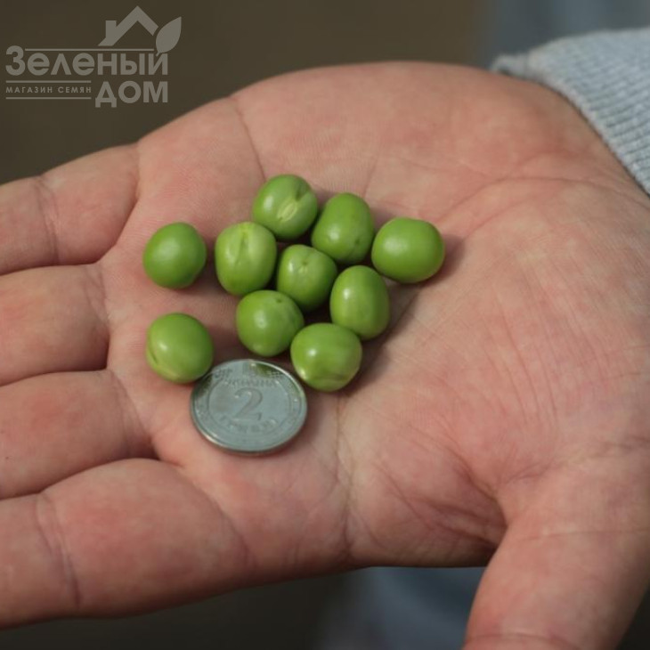 Роялсайз / Royalsayz фото 9