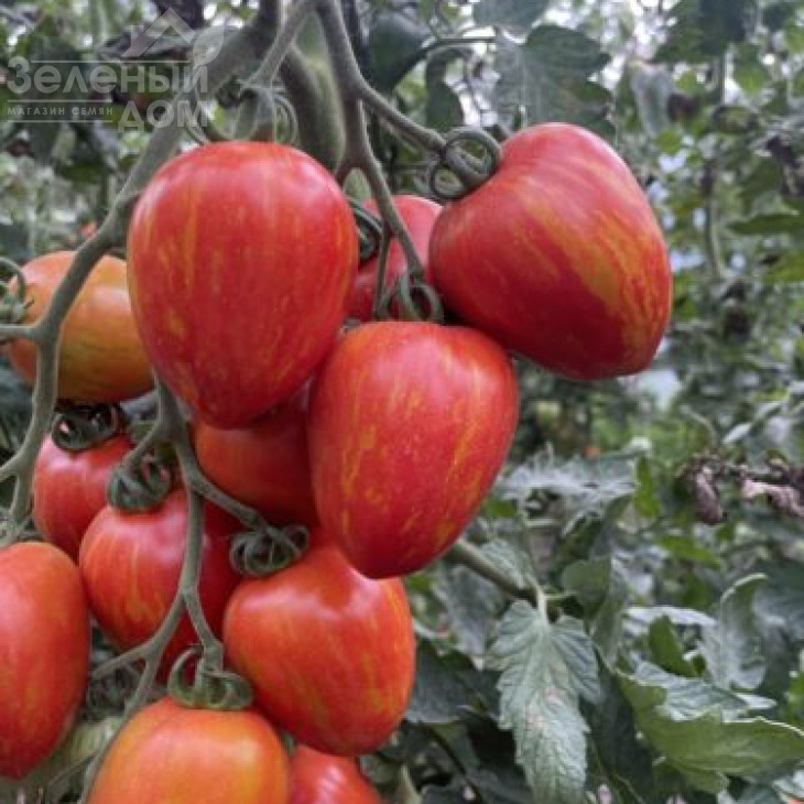 Філадельфія F1 / Philadelfia F1, 95 днів фото 3