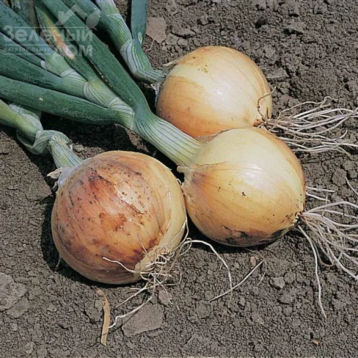 Саратога F1 / Saratoga F1 фото 1