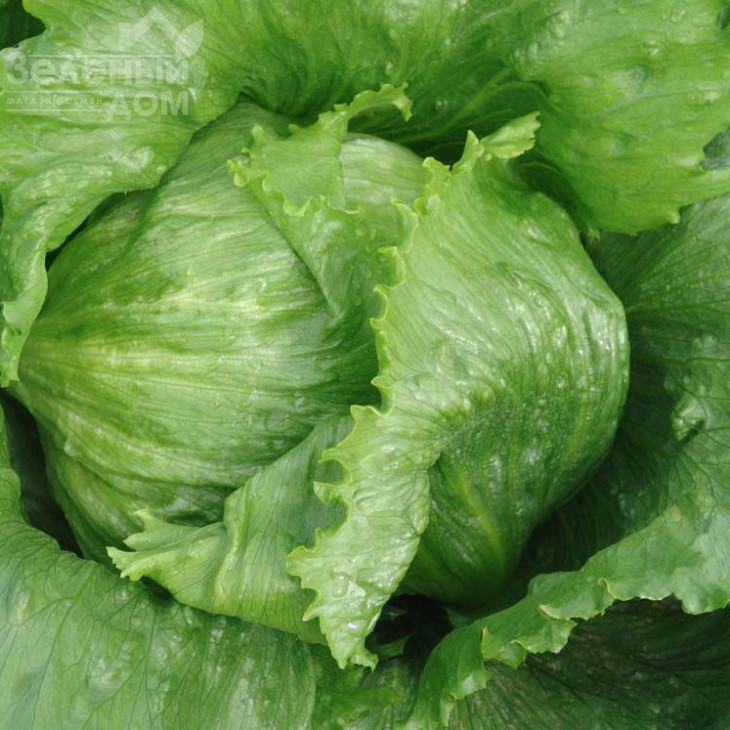 Медімо / Medimo фото 1