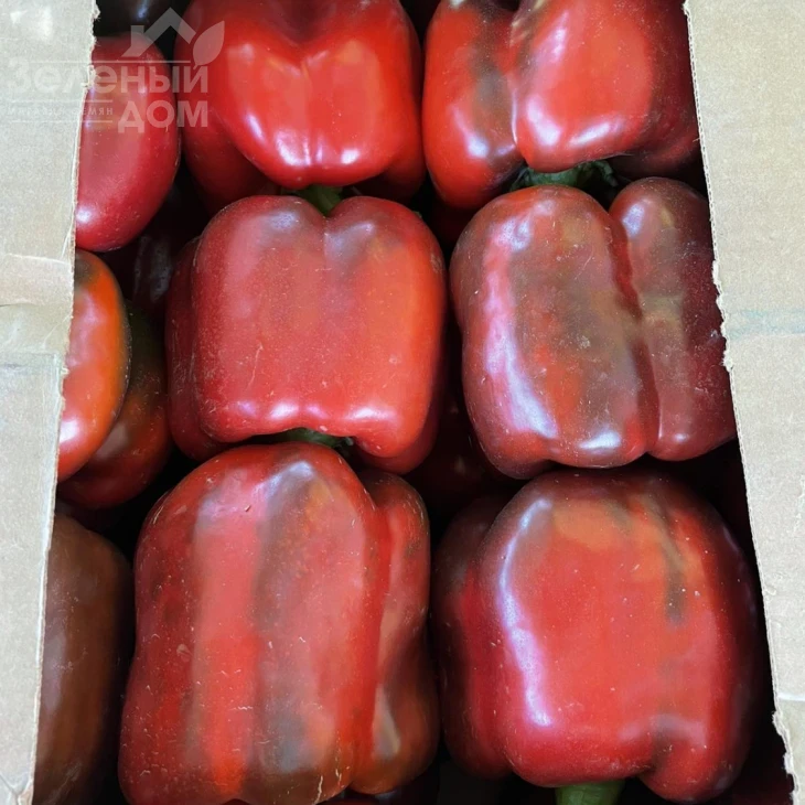 Вангард F1 / Vangard F1,85 дней фото 5